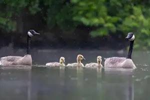Goslings Prints: Canada goose (Branta canadensis) family