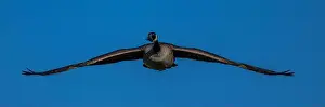 Duck Pond Prints: Canada Goose (Branta canadensis) in Flight
