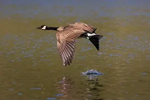Duck Pond Prints: Canada goose (Branta canadensis) in flight low to the water with wing splash - Blue Lake - Lassen County CA