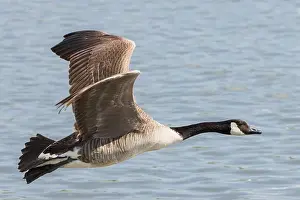 Uk Birds Prints: Canada Goose [ Branta Canadensis ] in flight over water