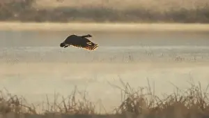 Take Off Prints: Canada goose (Branta canadensis) flying low over a pond at Honey Lake Wildlife Refuge