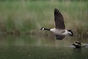 North Rhine Westphalia Prints: Canada goose (Branta canadensis) flying over water