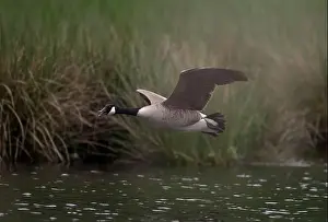 North Rhine Westphalia Prints: Canada goose (Branta canadensis) flying over water at the edge of a reed