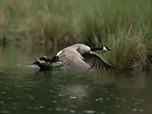 North Rhine Westphalia Prints: Canada goose (Branta canadensis) flying over water at the edge of a reed