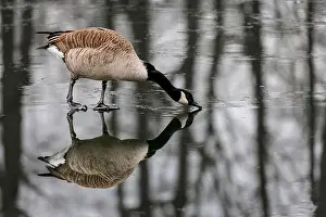 Geese Bird Prints: Canada goose (Branta canadensis) on a frozen lake, Germany