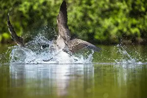 Branta Canadensis Prints: Canada Goose, Branta canadensis, geese in a water fight
