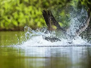 Branta Canadensis Prints: Canada Goose, Branta canadensis, geese in a water fight
