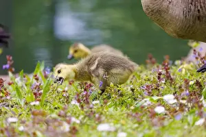 Geese Bird Prints: Canada goose (Branta canadensis), Germany