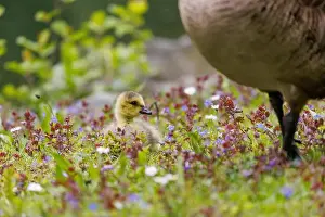 Geese Bird Prints: Canada goose (Branta canadensis), Germany