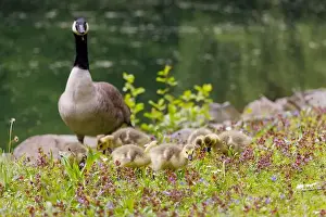 Geese Bird Prints: Canada goose (Branta canadensis), Germany