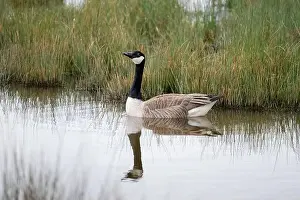 Geese Prints: Canada Goose [Branta canadensis] glides past some tall grasses on the edge of a large pool in the early part of