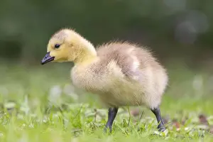 Uk Birds Prints: Canada Goose [ Branta canadensis ] Gosling on grass