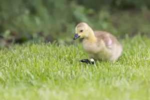 Uk Birds Prints: Canada Goose [ Branta canadensis ] Gosling on grass