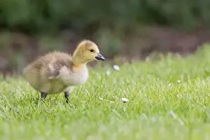 Uk Birds Prints: Canada Goose [ Branta canadensis ] Gosling on grass