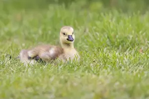 Uk Birds Prints: Canada Goose [ Branta canadensis ] gosling on grass