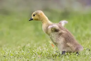 Uk Birds Prints: Canada Goose [ Branta canadensis ] gosling running on grass