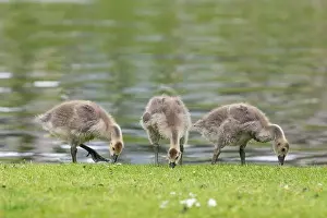 Waters Edge Prints: Canada goose (branta canadensis) goslings by the waters edge