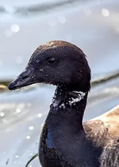 Branta Canadensis Prints: Canada Goose (Branta canadensis) graces North American lakes with its majestic presence and resonant honks