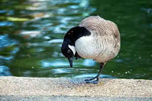 Branta Canadensis Prints: Canada Goose (Branta canadensis) graces North American lakes with its majestic presence and resonant honks