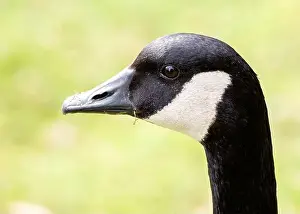 Branta Canadensis Prints: Canada Goose (Branta canadensis) graces North American lakes with its majestic presence and resonant honks