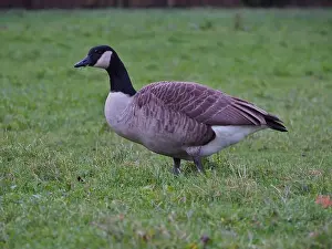 Rheinaue Prints: Canada goose (branta canadensis) granzing on grass in the Rheinaue park in Bonn, Germany