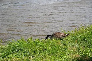 River Bank Prints: A Canada goose ( Branta canadensis ) in the green grass in the wild