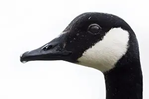 Uk Birds Prints: Canada Goose [ Branta canadensis ] head shot against white background