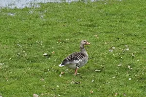 North Rhine Westphalia Prints: Canada goose (Branta canadensis) at a marshland