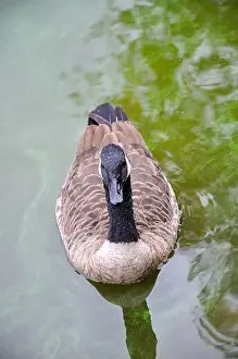 Grown Up Prints: Canada Goose, Branta canadensis on a pond. Close-up
