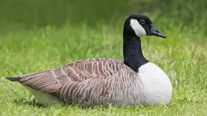 Uk Birds Prints: Canada Goose [ Branta canadensis ] resting on grass