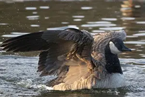 Flap Prints: Canada Goose (Branta canadensis) on a river flapping its wings