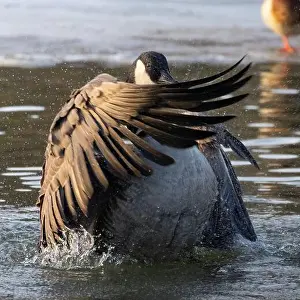 Flap Prints: Canada Goose (Branta canadensis) on a river flapping its wings