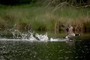 North Rhine Westphalia Prints: Canada goose (Branta canadensis) running over water and splashing water droplets
