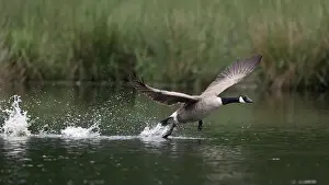 North Rhine Westphalia Prints: Canada goose (Branta canadensis) running over water and splashing water droplets