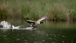 North Rhine Westphalia Prints: Canada goose (Branta canadensis) running over water and splashing water droplets