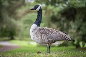 Grass Field Prints: Canada goose (Branta canadensis) standing in a meadow against a blurred background