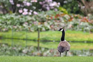 Canada Goose Prints: A Canada goose (Branta canadensis) stands in a meadow with a garden in the background