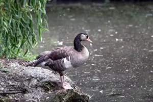 Tailplane Prints: Canada Goose, Branta canadensis, on a stone at the edge of the pond