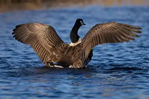 Flap Prints: Canada Goose (Branta canadensis) stretching its wings on a lake on the Somerset Levels in Somerset