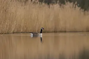 Branta Canadensis Prints: Canada Goose (Branta canadensis) swimming on a lake on the Somerset Levels in Somerset