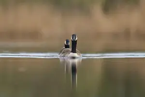 Branta Canadensis Prints: Canada Goose (Branta canadensis) swimming on a lake on the Somerset Levels in Somerset