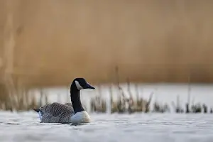 Branta Canadensis Prints: Canada Goose (Branta canadensis) swimming on a lake on the Somerset Levels in Somerset