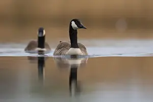 Branta Canadensis Prints: Canada Goose (Branta canadensis) swimming on a lake on the Somerset Levels in Somerset
