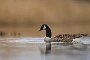 Branta Canadensis Prints: Canada Goose (Branta canadensis) swimming on a lake on the Somerset Levels in Somerset