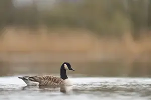 Branta Canadensis Prints: Canada Goose (Branta canadensis) swimming on a lake on the Somerset Levels in Somerset