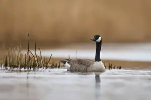 Branta Canadensis Prints: Canada Goose (Branta canadensis) swimming on a lake on the Somerset Levels in Somerset