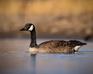 Branta Canadensis Prints: Canada Goose - branta canadensis - swimming in pond with evening sunlight