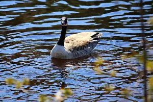 Alertness Prints: Canada goose (Branta canadensis) swimming on the water, staring angrily
