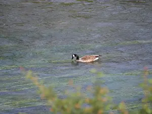Stay Prints: A Canada goose Branta canadensis swims against the current on a river