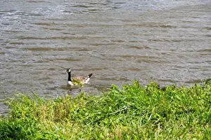 River Bank Prints: A Canada goose ( Branta canadensis ) swims in the water near the river bank